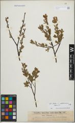 Foto von Salix foetida Schleich. ex DC. x Salix waldsteiniana Willd.